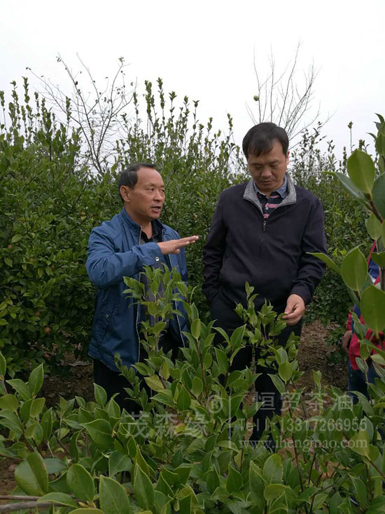 湖北有機山茶油