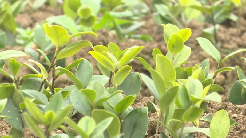 山茶油的化學鑒別及感官鑒別方法 山茶油廠家