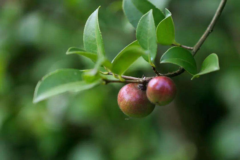 湖北山茶油廠家