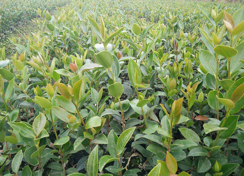 油茶苗選購有哪些注意事項 湖北有機山茶油