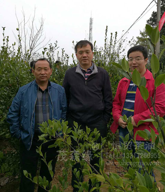 湖北有機山茶油