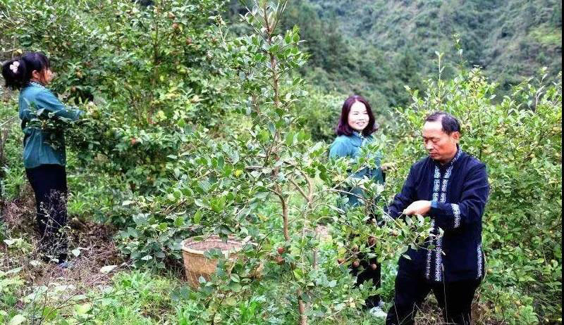 湖北恒貿茶油有限公司彭大波榮獲“工業(yè)企業(yè)發(fā)展突出人才”稱號 湖北恒貿茶油有限公司彭大波榮獲“工業(yè)企業(yè)發(fā)展突出人才”稱號