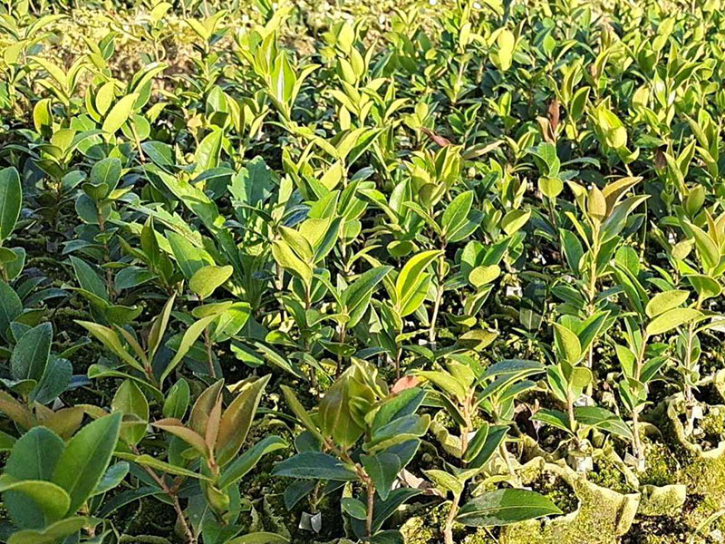 湖北恒貿(mào)茶油有限公司