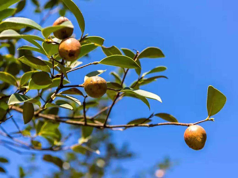 湖北山茶油廠家